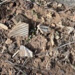 Agua Fria Pottery Sherd